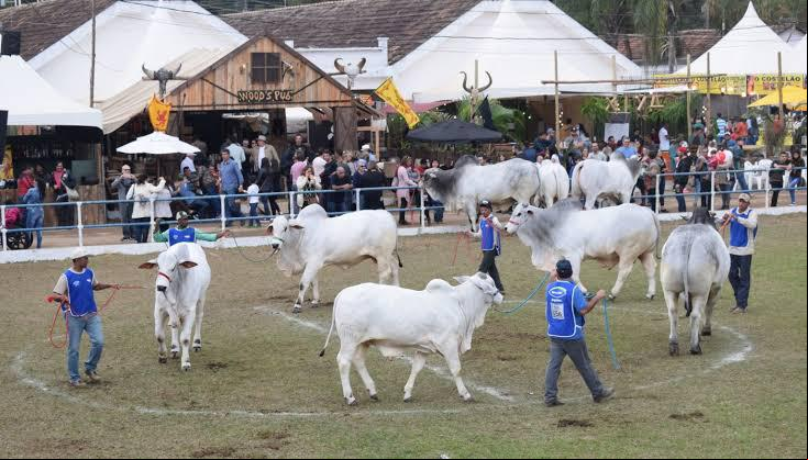 Exposição de gado na feira de Cordeiro (Divulgação)